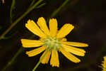 Coastal plain honeycombhead